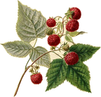 Raspberry Leaf