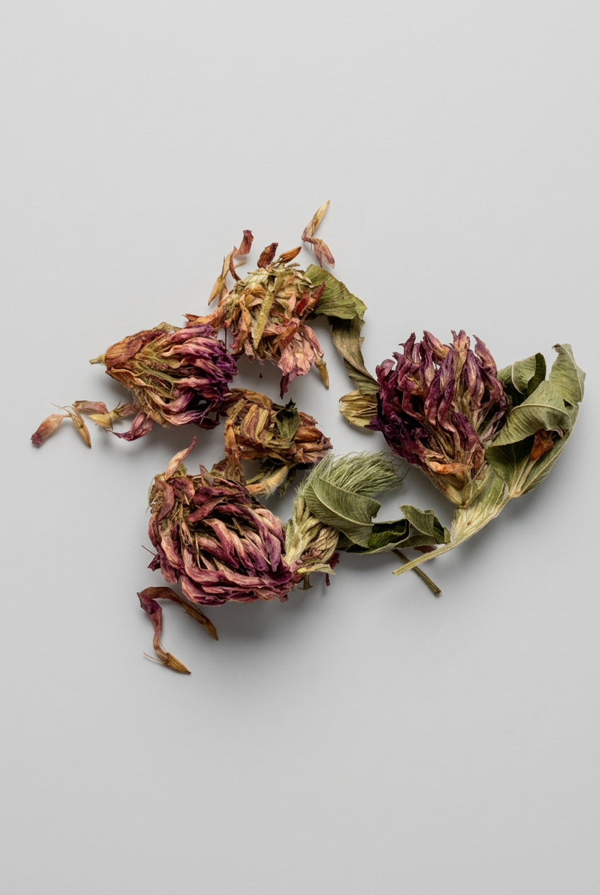 Red Clover
