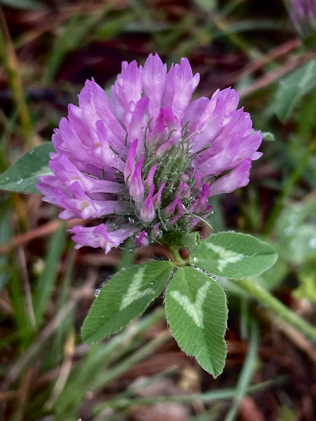 Red Clover