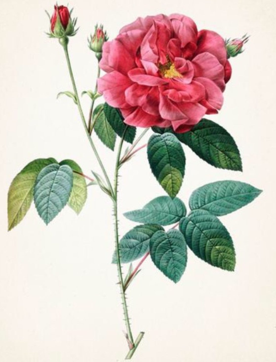 Rose Petals