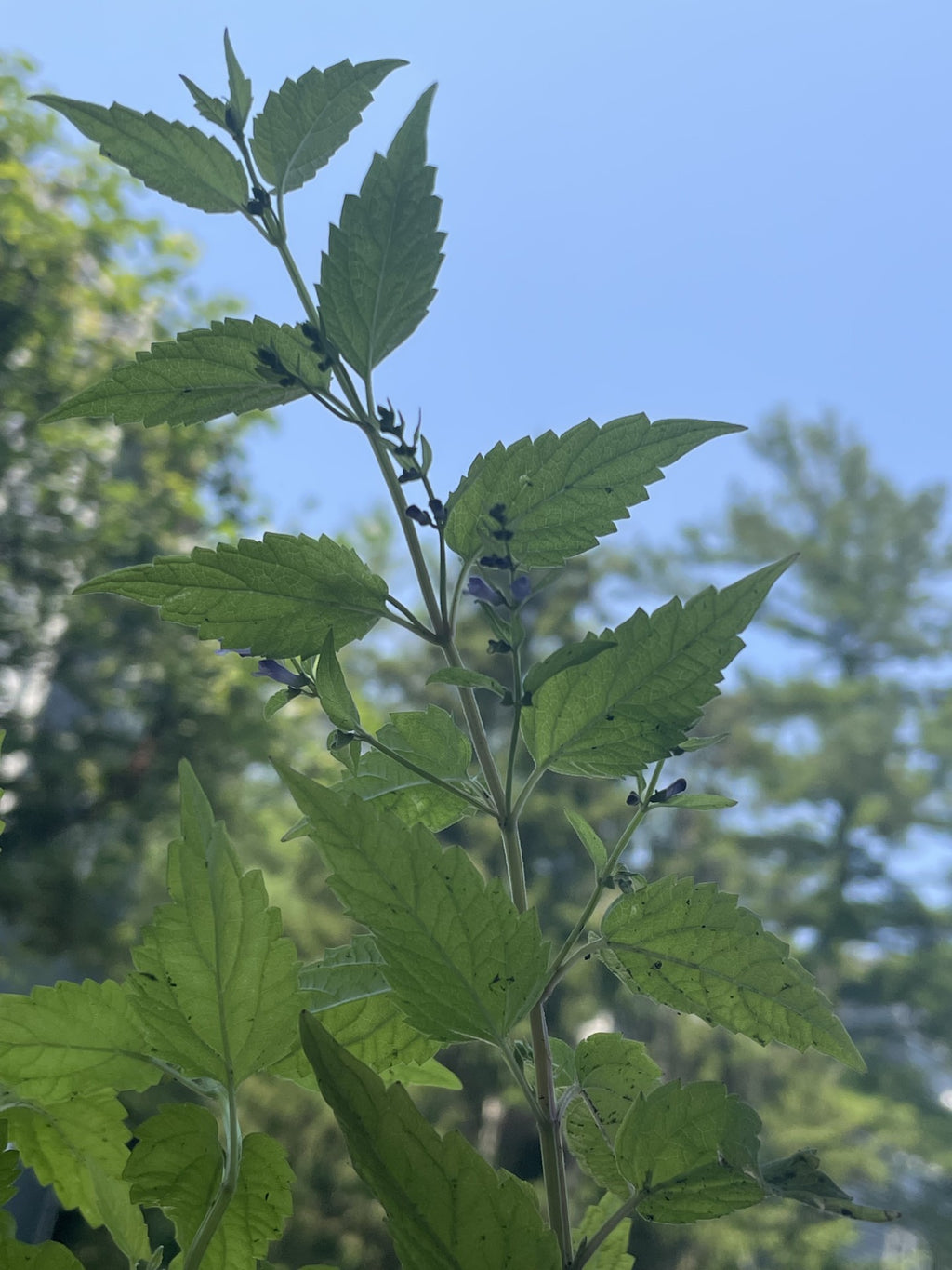 Skullcap