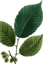 Slippery Elm