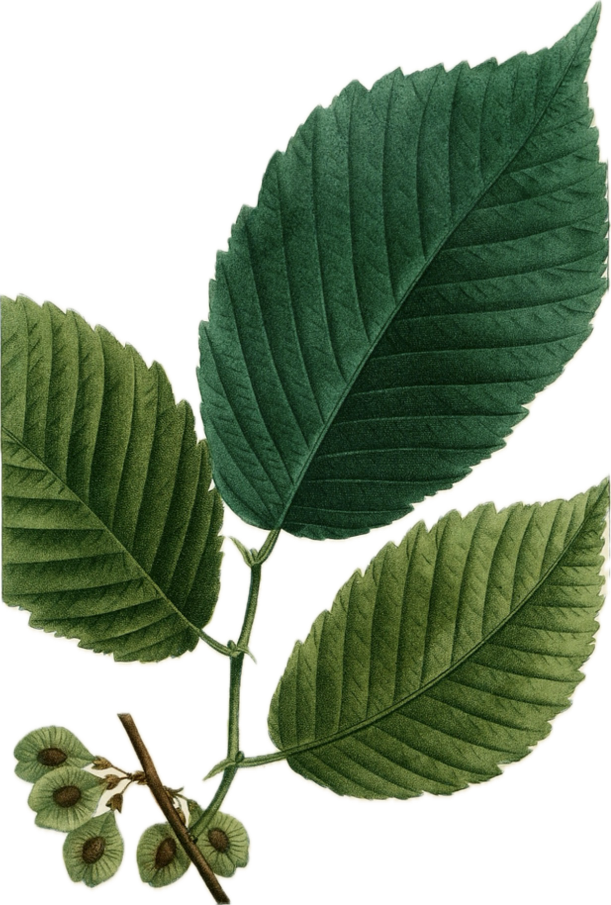 Slippery Elm