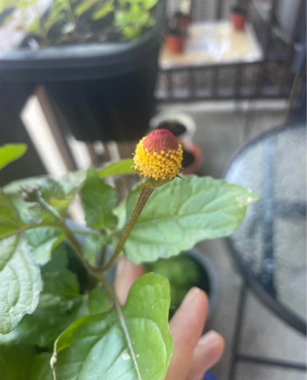 Spilanthes (Spilanthes acmella)