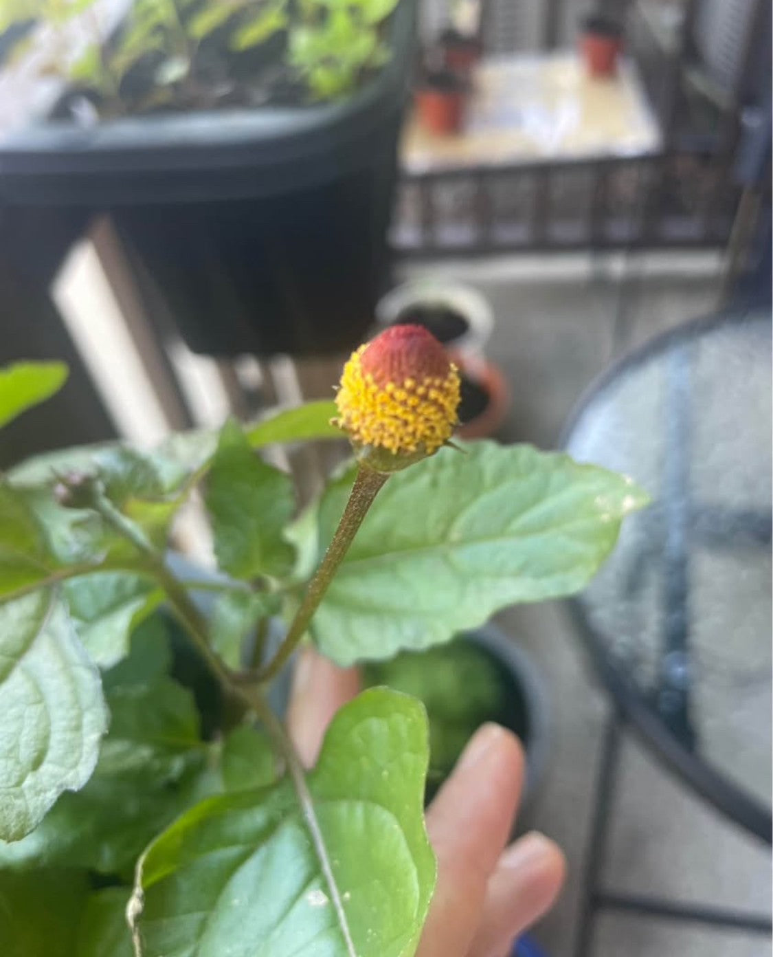 Spilanthes (Spilanthes acmella)