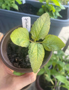 Spilanthes (Spilanthes acmella)