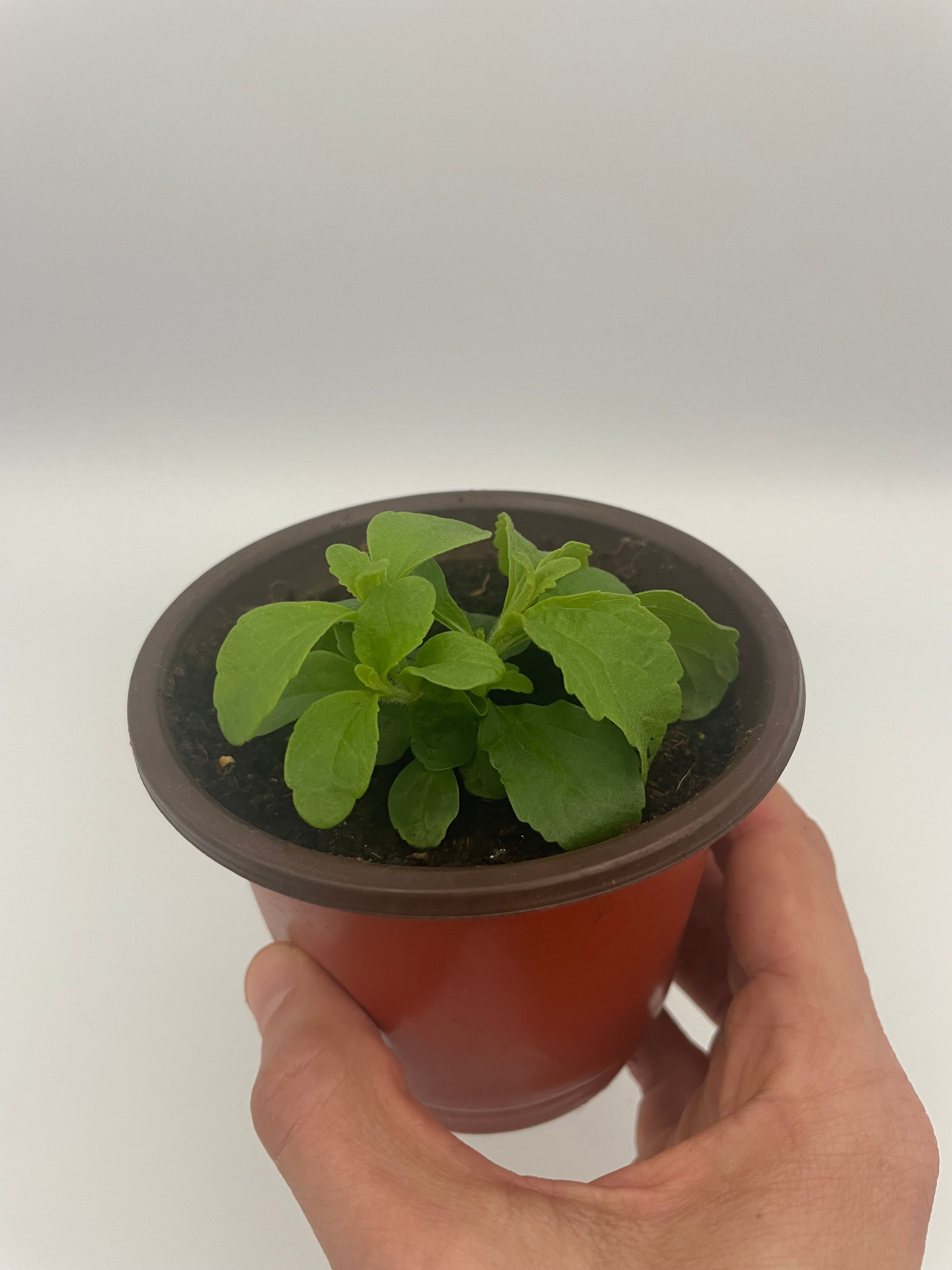 Stevia
