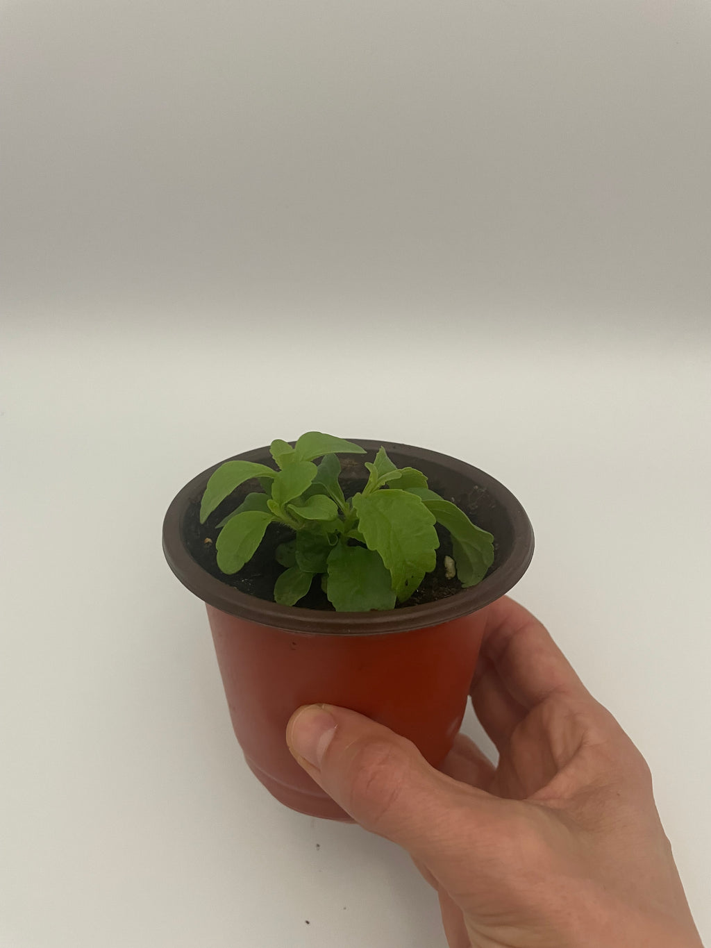 Stevia