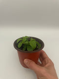 Stevia