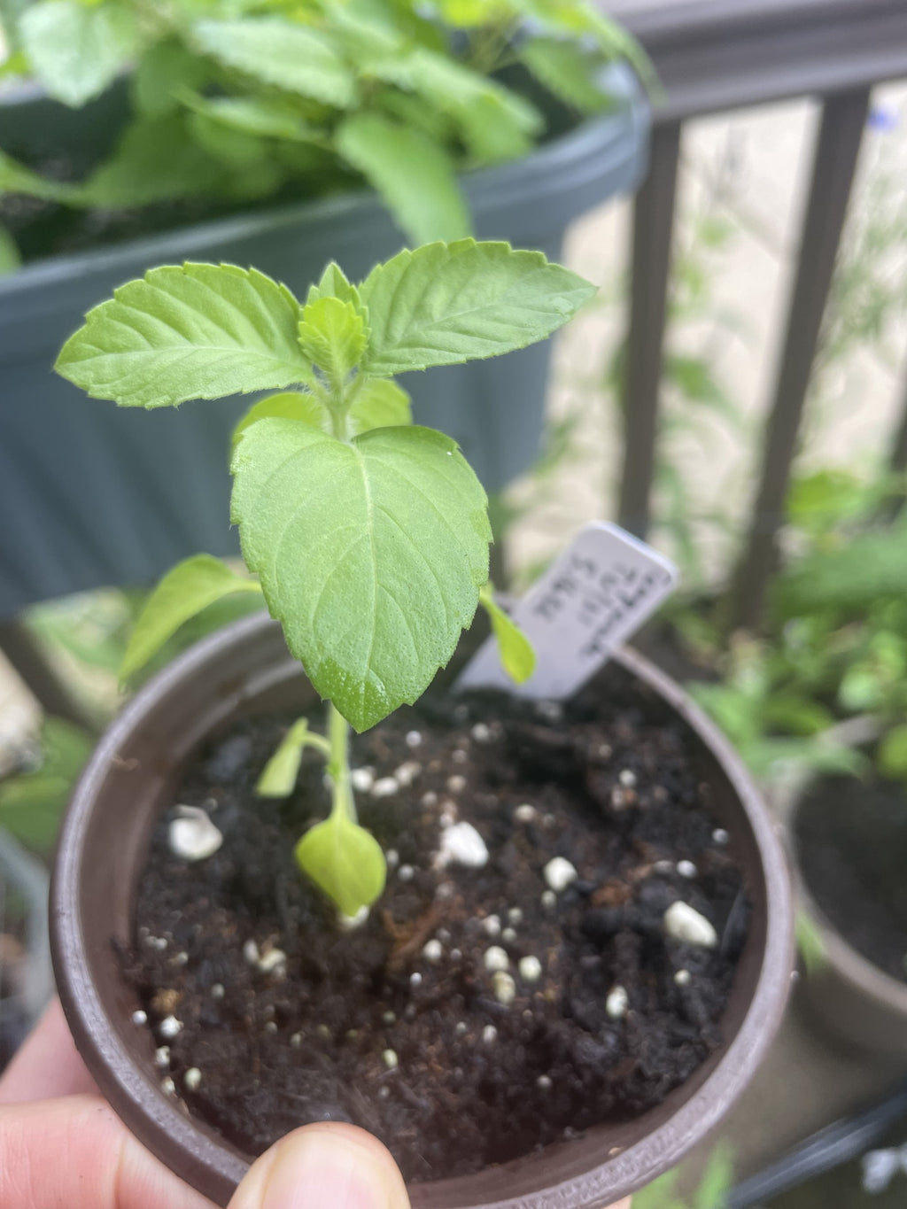 Temperate Tulsi/Holy Basil (Ocimum africanum)