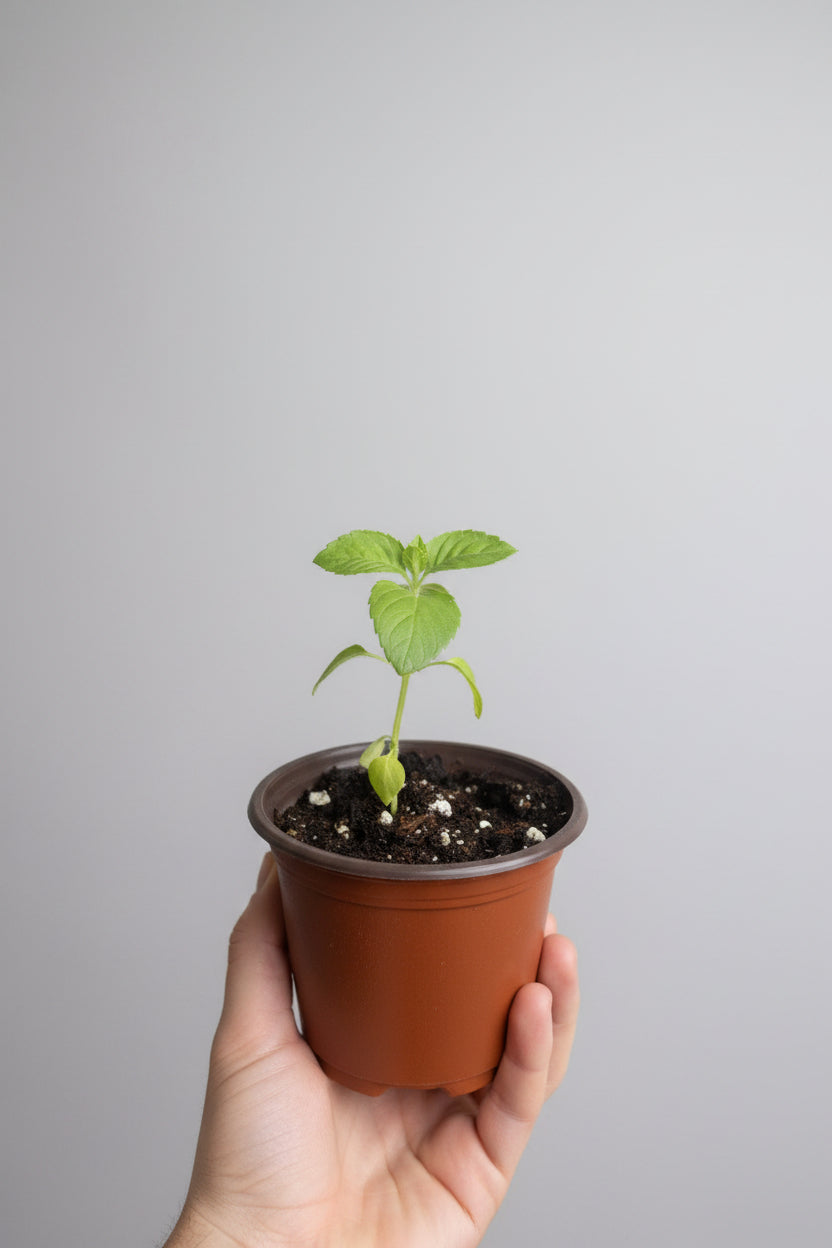 Temperate Tulsi/Holy Basil (Ocimum africanum)