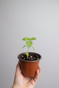 Temperate Tulsi/Holy Basil (Ocimum africanum)