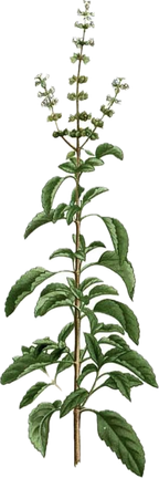 Tulsi/Holy Basil