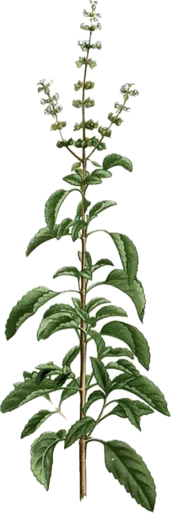 Tulsi/Holy Basil
